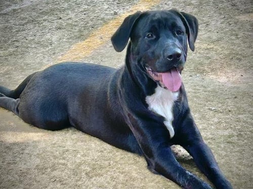 MISO - Labrador Retriever available for adoption