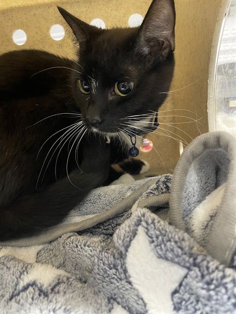 LILETH - Domestic Short Hair available for adoption