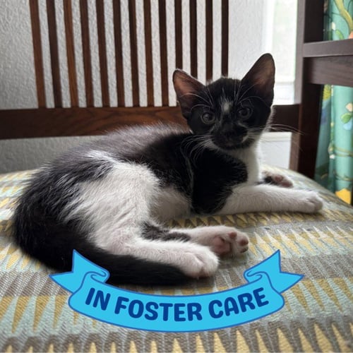 SYLVESTER - Domestic Short Hair available for adoption