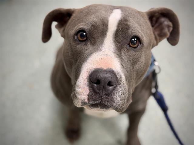 ANNIE - American Staffordshire Terrier available for adoption