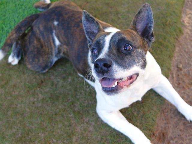 TOOTIE - Australian Cattle Dog/Blue Heeler / American Bulldog available for adoption