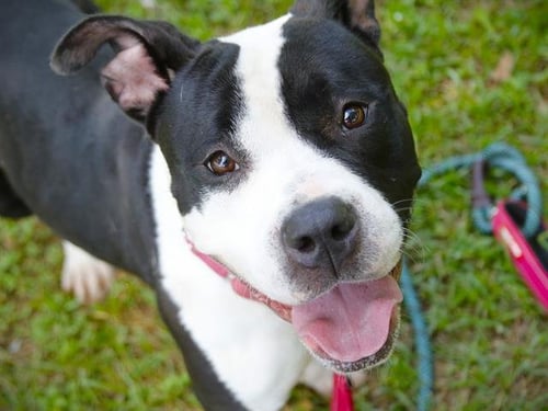 TRUFFLES - American Staffordshire Terrier for adoption in Tallahassee