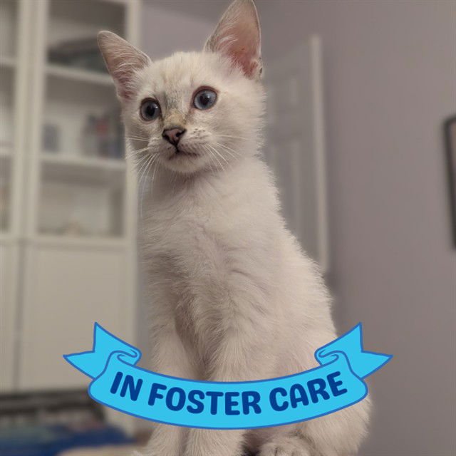 QUESO - Siamese available for adoption