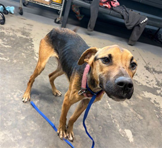 NYLA - Bloodhound / Pointer available for adoption