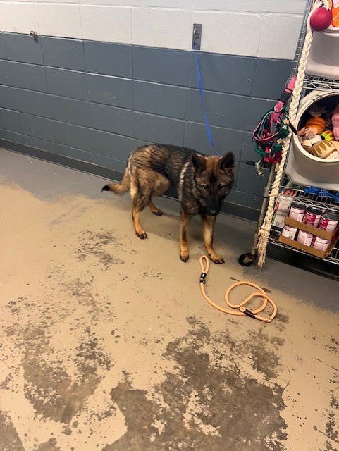 SPIKE LEE - German Shepherd Dog available for adoption