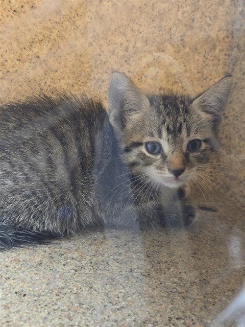 POE - Domestic Short Hair available for adoption