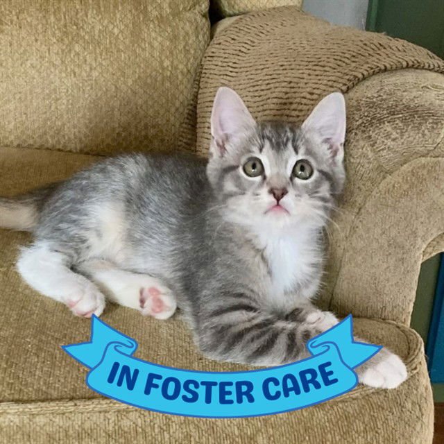 HUCK - Domestic Medium Hair available for adoption