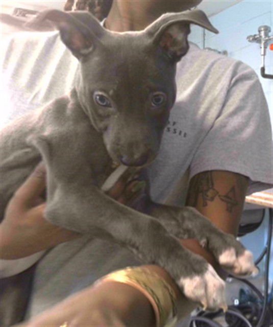 ROYALTY - American Staffordshire Terrier available for adoption