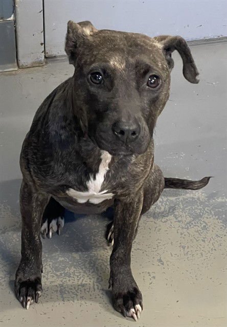 DAISY - American Staffordshire Terrier available for adoption