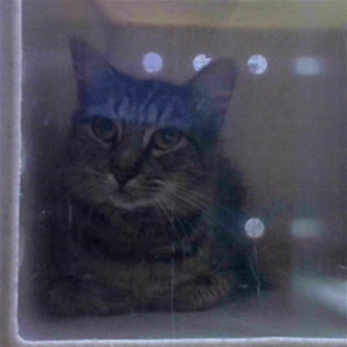 SPITFIRE - Domestic Short Hair available for adoption