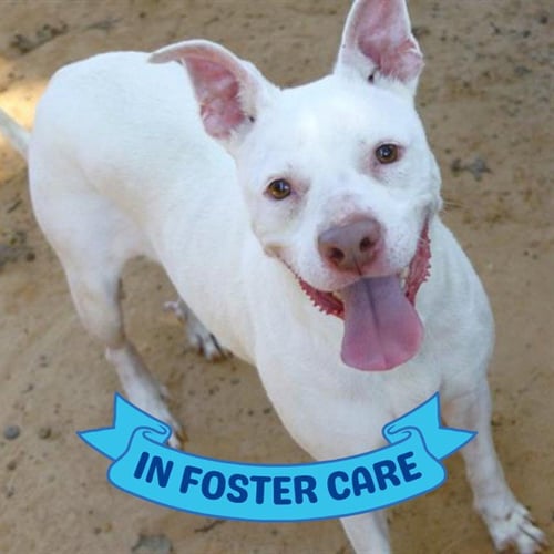 BITZ - Labrador Retriever available for adoption