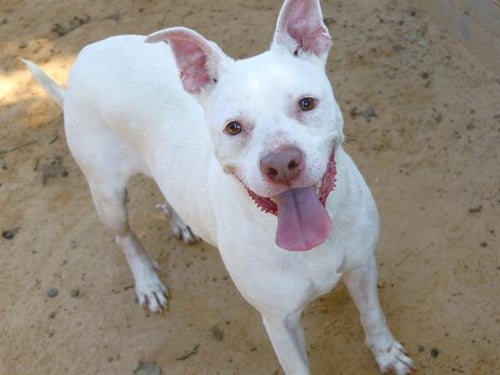 BITZ - Labrador Retriever available for adoption