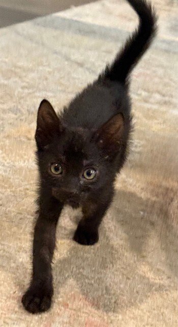 WYNKEN - Domestic Short Hair available for adoption