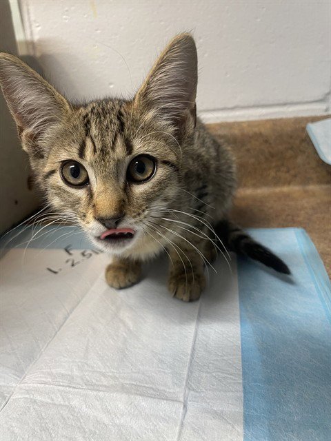 SAM - Domestic Short Hair available for adoption