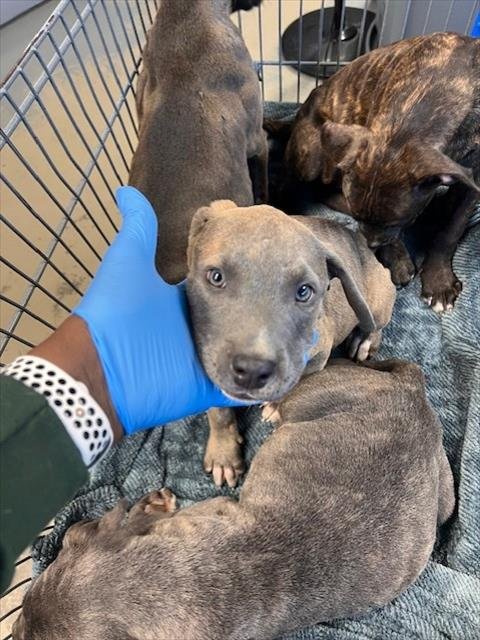 SUPERMAN - American Pit Bull Terrier available for adoption