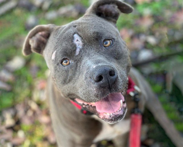 ZEUS - American Staffordshire Terrier available for adoption
