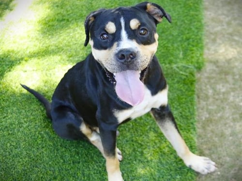 BILL - American Pit Bull Terrier available for adoption