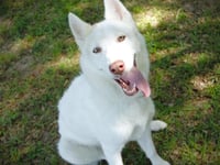 ELSA - Photo 1