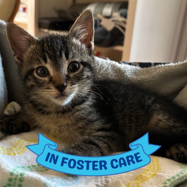 NUTTER - Domestic Short Hair available for adoption