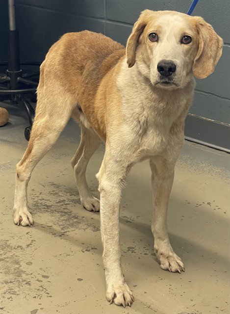 CHAD - Treeing Walker Coonhound available for adoption