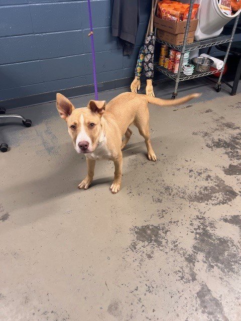LOW KI - Siberian Husky / American Staffordshire Terrier available for adoption