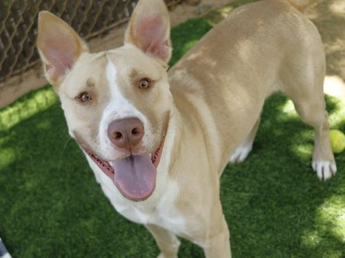 LOW KI - Siberian Husky / American Staffordshire Terrier available for adoption