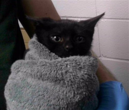 BANSHEE - Domestic Short Hair available for adoption