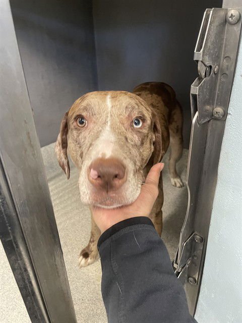 CHICO - Poodle (Standard) / American Staffordshire Terrier available for adoption