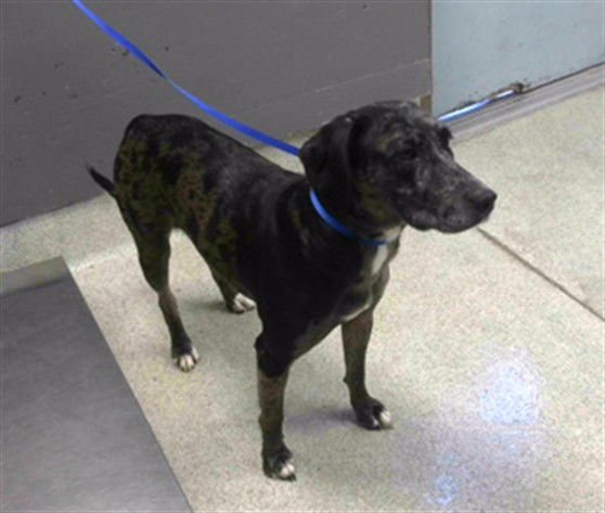 RAVEN - Poodle (Standard) / Labrador Retriever available for adoption