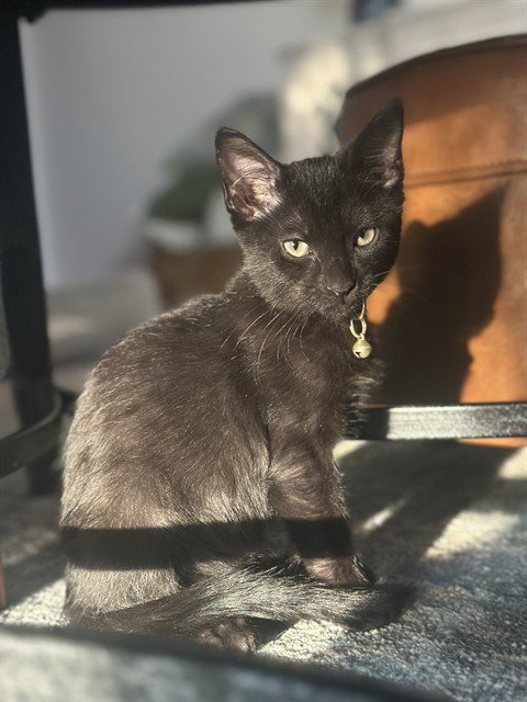 JOHNNY CASH - Domestic Short Hair available for adoption