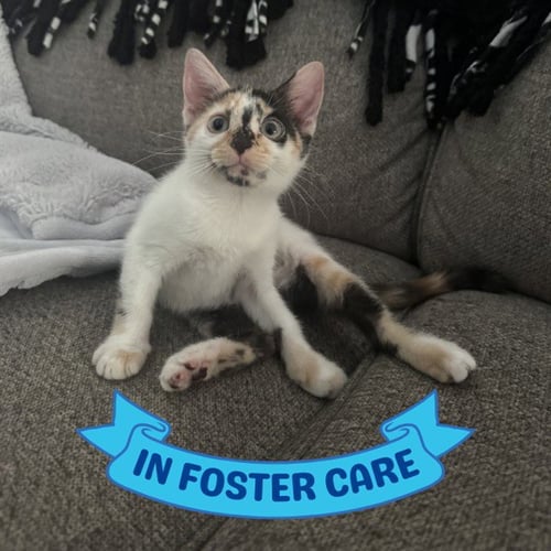 SALLY RIDE - Domestic Short Hair available for adoption