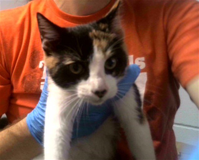 PUMA Image