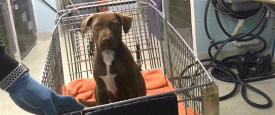 CRUNCH - Labrador Retriever available for adoption