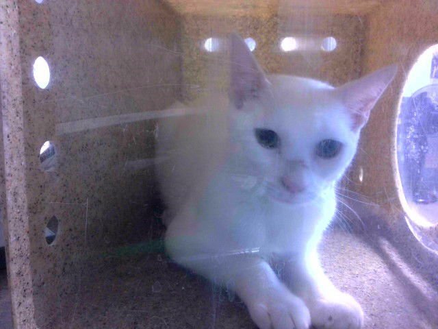 STANLEY - Domestic Short Hair available for adoption