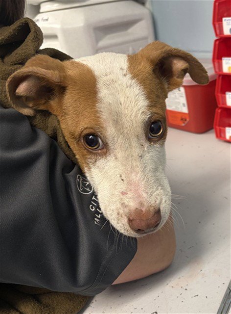 PANINI - American Pit Bull Terrier available for adoption