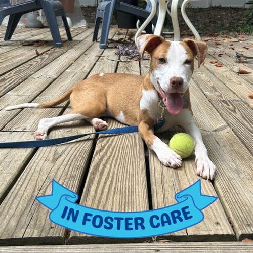 PANINI - American Pit Bull Terrier for adoption in Tallahassee