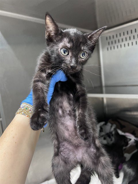 CLARISSE - Domestic Short Hair available for adoption