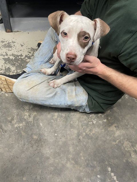 DELILAH - American Pit Bull Terrier available for adoption