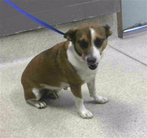 MISSY - Jack Russell Terrier (Parson Russell Terrier) available for adoption