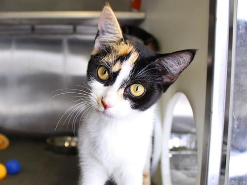 DAHLIA - Domestic Short Hair available for adoption