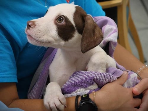 COLA - American Pit Bull Terrier available for adoption