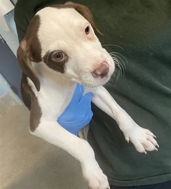 COLA Image