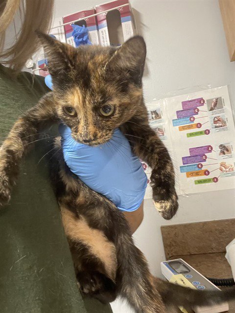 KENDRA - Domestic Short Hair available for adoption