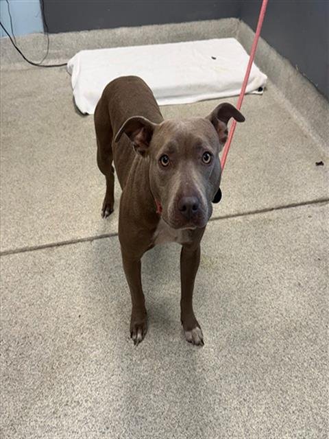 FATE - American Staffordshire Terrier available for adoption