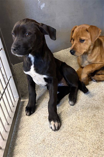 JAZZY - Labrador Retriever / American Staffordshire Terrier available for adoption