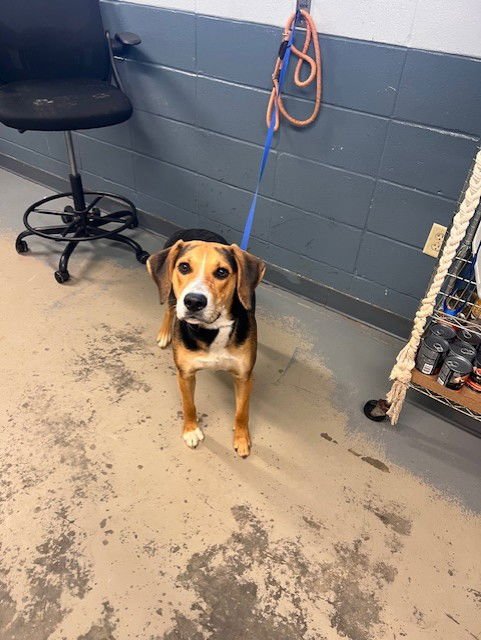 REGAL - Beagle / Labrador Retriever available for adoption