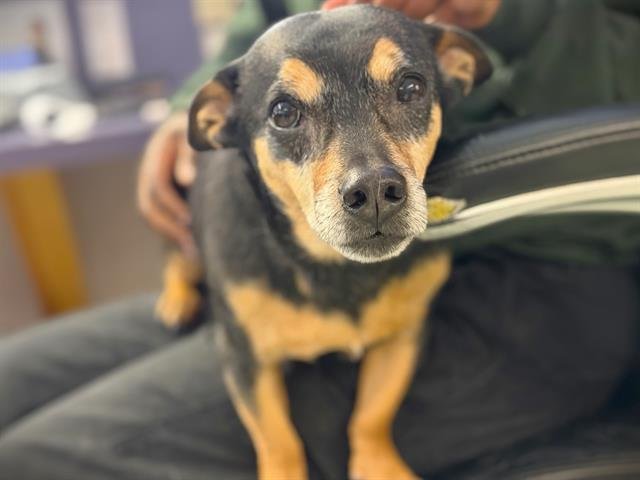 RUFUS - Chihuahua available for adoption