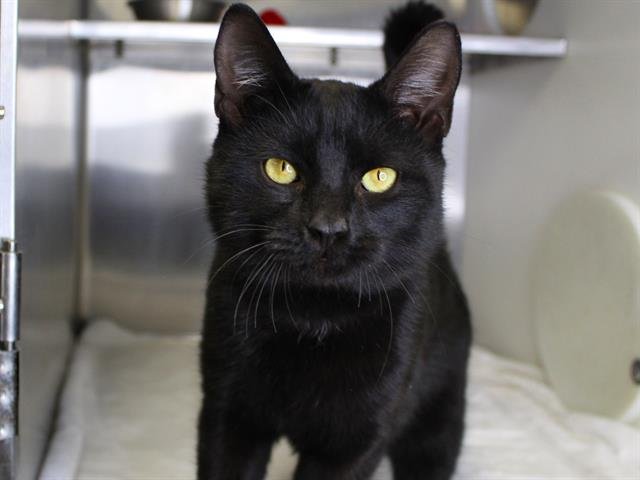 JERRY - Domestic Short Hair available for adoption