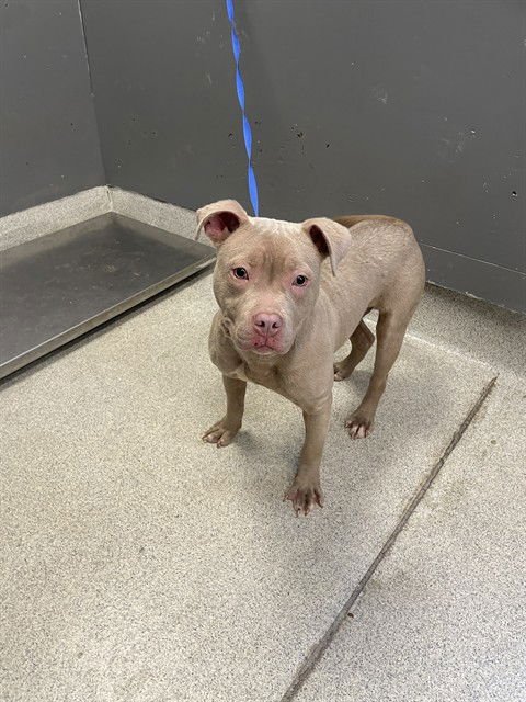 NEIL - Staffordshire Bull Terrier available for adoption