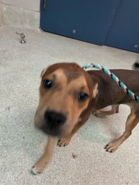 ECLIPSE - American Staffordshire Terrier available for adoption